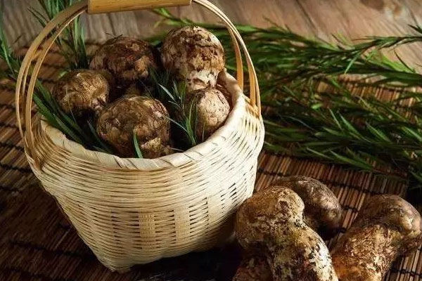 松茸幾月份最好，松茸幾月份是旺季