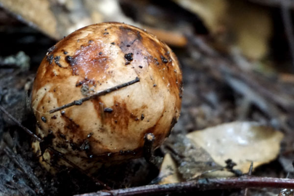 松茸怎么吃最有營(yíng)養(yǎng)，松茸治什么病最好