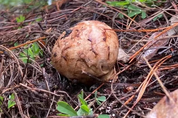 松茸上市時(shí)間幾月到幾月，冬天還有松茸嗎