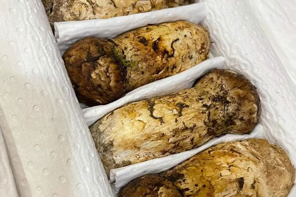 松茸菇是不是松茸 松茸菇是不是松茸