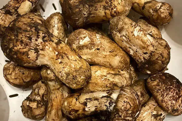 松茸發(fā)粘是壞了嗎 松茸發(fā)粘是壞了嗎