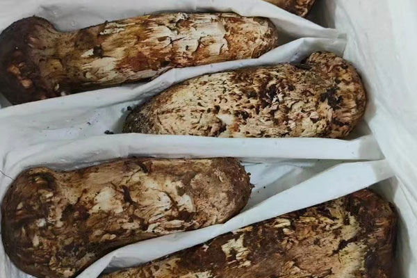 松茸可以炒著吃嗎，素炒松茸的做法