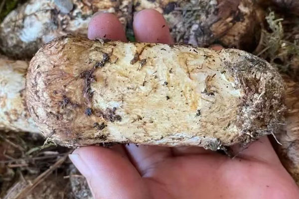 松茸喜歡長在什么松樹下 松茸喜歡長在什么松樹下