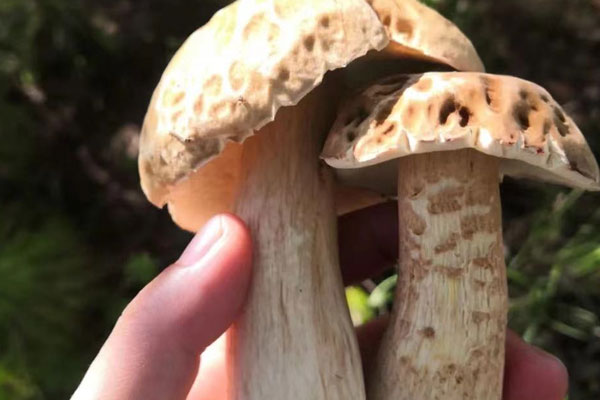 牛肝菌可以人工種植嗎，黑牛肝菌和紅蔥牛肝菌哪個好