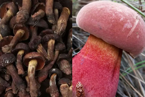 黑牛肝菌和紅蔥牛肝菌哪個更好 黑牛肝菌和紅蔥牛肝菌哪個更好