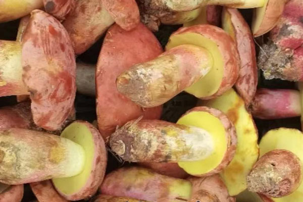 怎么采摘紅蔥牛肝菌 怎么采摘紅蔥牛肝菌