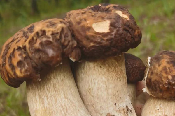 吃牛肝菌的禁忌，牛肝菌炒什么好吃