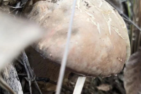 白牛肝菌可以煮雞湯嗎 白牛肝菌可以煮雞湯嗎