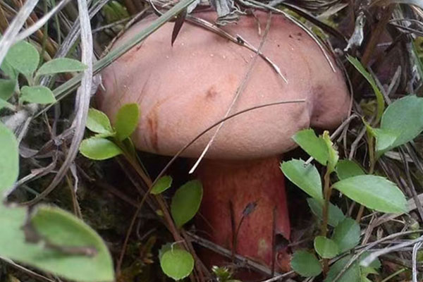 為什么那么多人愛(ài)吃紅蔥牛肝菌 為什么那么多人愛(ài)吃紅蔥牛肝菌