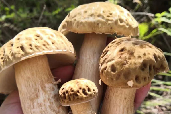 白牛肝菌能吃嗎，白牛肝菌可以燉雞嗎