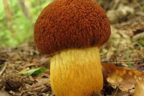 牛肝菌是涼性的嗎，美味牛肝菌可以吃嗎