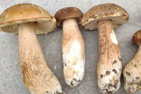 美味牛肝菌能吃嗎 美味牛肝菌能吃嗎