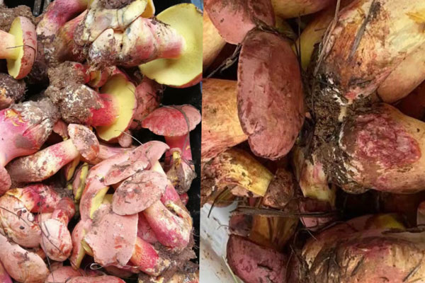 紅蔥牛肝菌喜歡長在什么樹下 紅蔥牛肝菌喜歡長在什么樹下