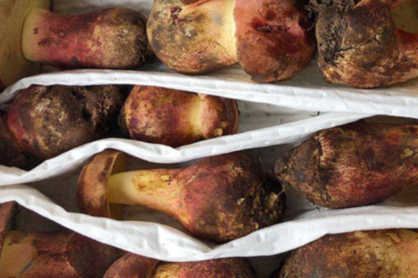 牛肝菌土腥味如何去，干牛肝菌有一股怪味