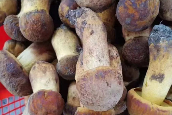 牛肝菌有股土腥味，牛肝菌為什么是酸的