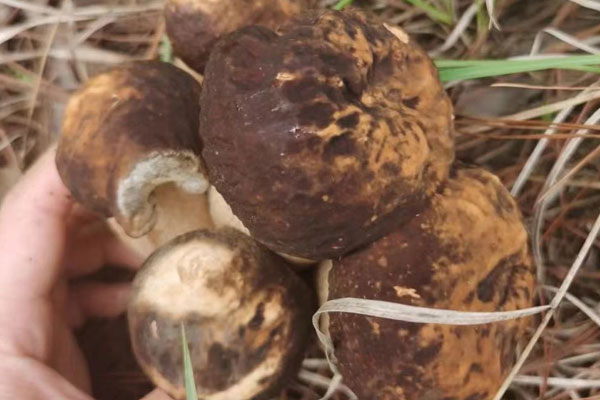 老人吃牛肝菌的好處 老人吃牛肝菌的好處