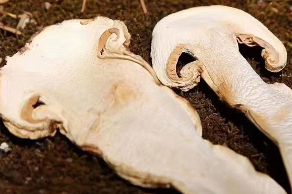 為啥松茸泡的水是黑色 為啥松茸泡的水是黑色