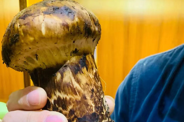 松茸的生長周期長嗎 松茸的生長周期長嗎