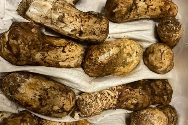 松茸外面的黑色東西能吃嗎，干松茸的根部需要去掉嗎