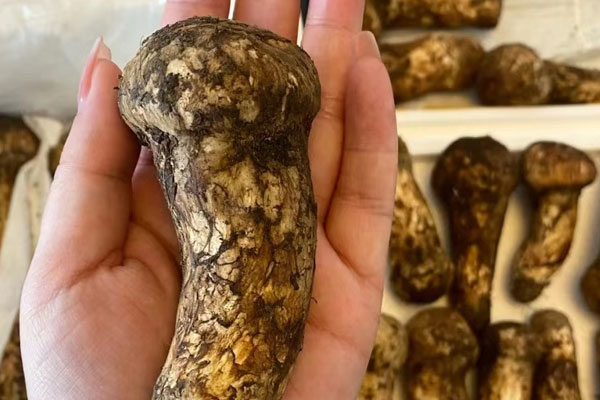 松茸桿上面的毛要洗嗎，松茸頂部的黑色需要去掉嗎