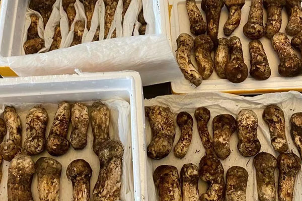 松茸外面的黑色要刮掉嗎，松茸背面是灰色的對嗎