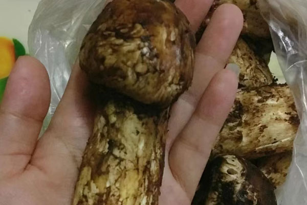 松茸背面是不是灰色