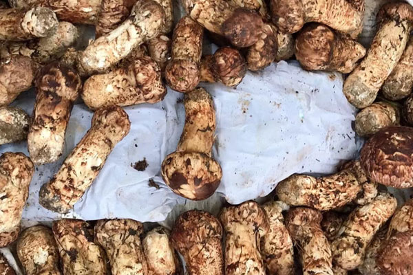 松茸醇在松茸表皮嗎，松茸和赤松茸哪個貴