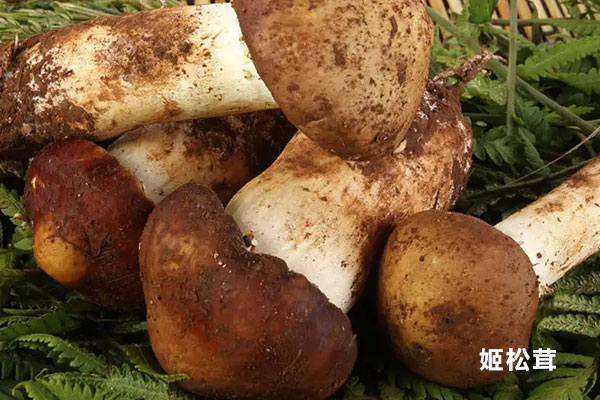 赤松茸是松茸嗎，松茸醇在哪個部位