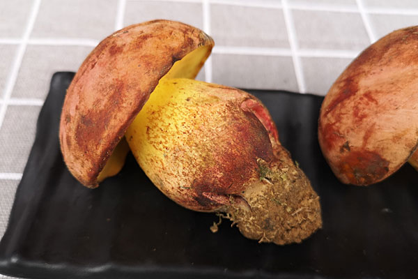 為什么吃牛肝菌會(huì)“見小人” 為什么吃牛肝菌會(huì)“見小人”