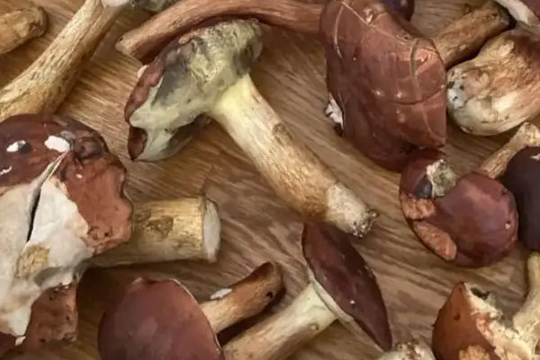 美味牛肝菌的產(chǎn)地 美味牛肝菌的產(chǎn)地