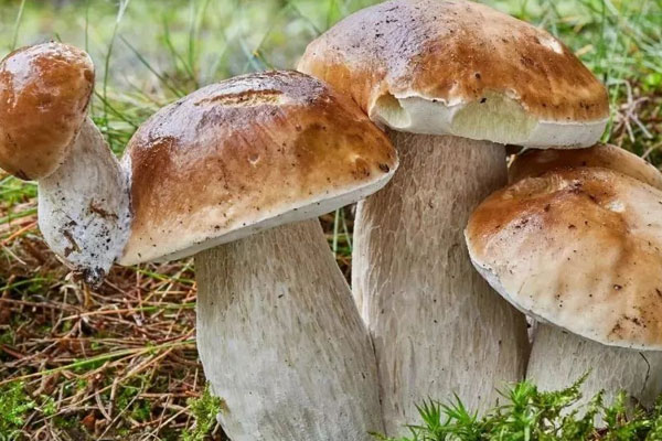 美味牛肝菌的做法，蒸牛肝菌蒸多少時(shí)間才能好