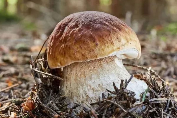 高海拔地區(qū)出產(chǎn)的牛肝菌更好嗎 高海拔地區(qū)出產(chǎn)的牛肝菌更好嗎