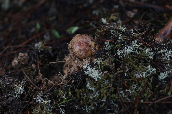 松茸能夠抑制癌細(xì)胞嗎，日本人喜歡松茸嗎