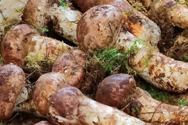 日本消費的松茸都是本土出產(chǎn)的嗎 日本消費的松茸都是本土出產(chǎn)的嗎