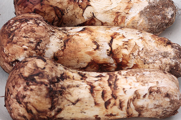 松茸在中國(guó)貴不貴 松茸在中國(guó)貴不貴