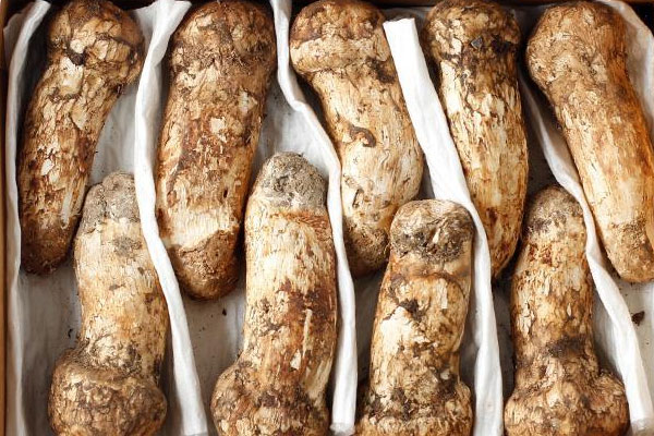 松茸對哪些癌癥有抑制作用 松茸對哪些癌癥有抑制作用