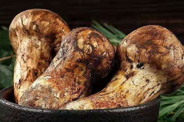 我國對松茸治療癌癥的研究成果 我國對松茸治療癌癥的研究成果