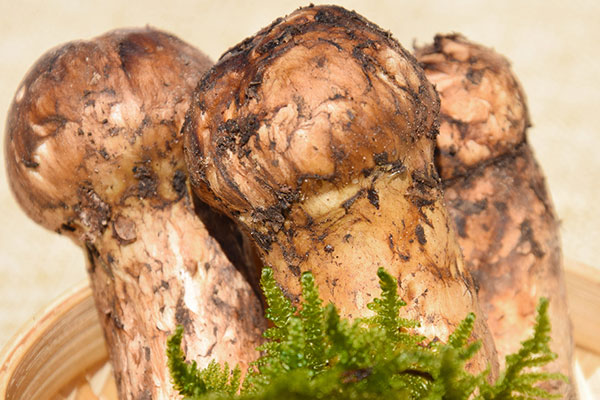 松茸抗癌是真的嗎，松茸天天吃可以抗癌嗎