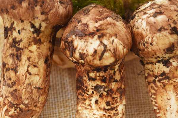 松茸天天吃能抗癌嗎 松茸天天吃能抗癌嗎