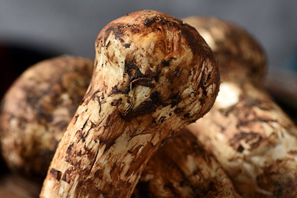 松茸對腫瘤的抑制率有多少 松茸對腫瘤的抑制率有多少