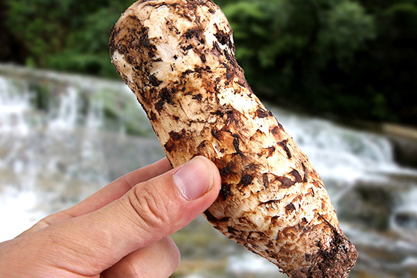 肺結(jié)節(jié)可以吃松茸嗎，癌癥病人吃松茸對(duì)身體有害嗎