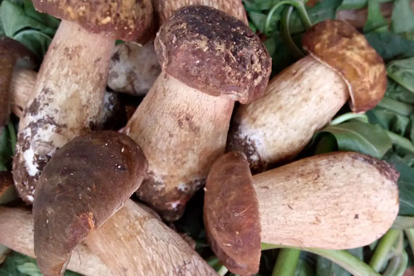 隔水蒸牛肝菌多久能熟，牛肝菌中間軟了能吃嗎