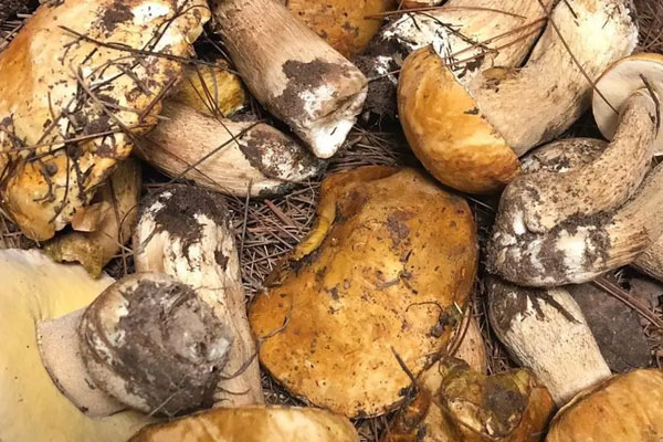 牛肝菌是白的好還是黃的好，黃癩頭是黃牛肝菌嗎