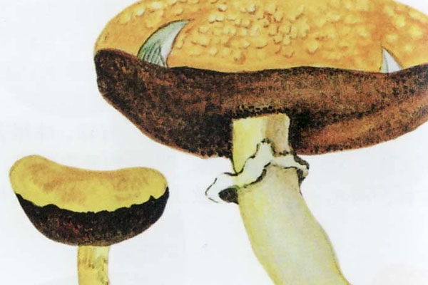 黃粉末牛肝菌能吃嗎，黃牛肝菌孕婦能吃嗎