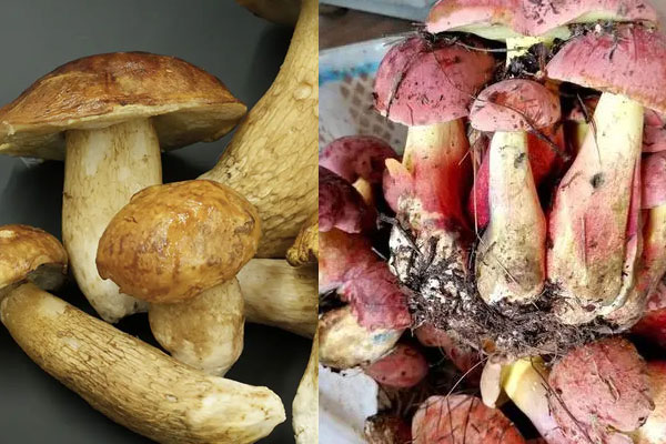 美味牛肝菌和紅蔥哪個煲湯好，炒牛肝菌的竅門