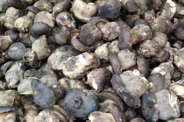 黑牛肝菌可以涮火鍋嗎，干牛肝菌可以直接煮火鍋嗎