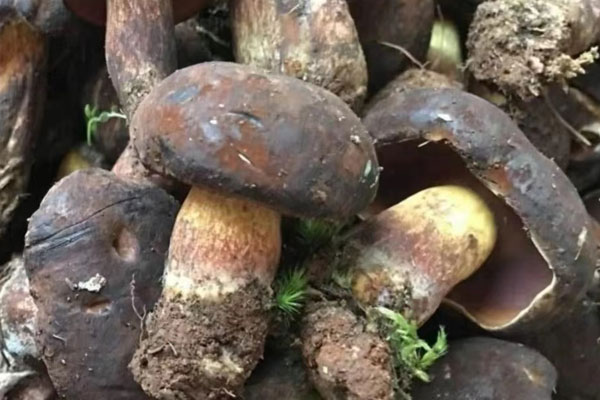 黑牛肝菌和什么一起煲湯好，黑牛肝菌可以煲粥嗎