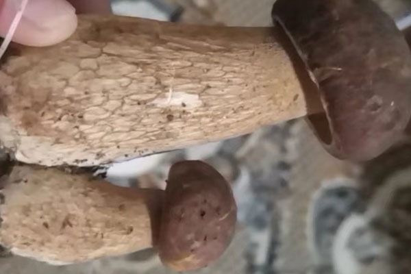 牛肝菌可以涼拌嗎，哪些牛肝菌可以用來涼拌