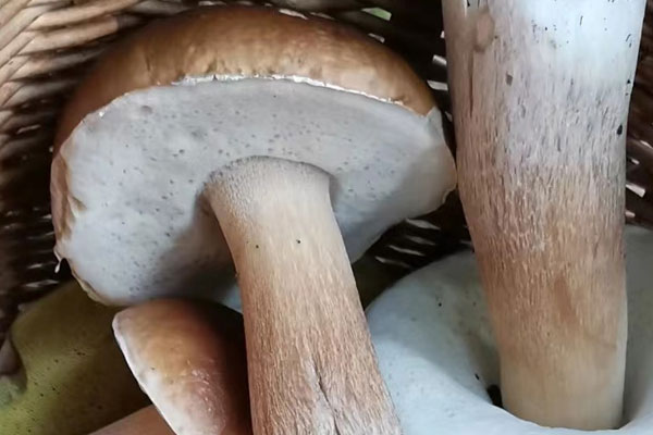 美味牛肝菌的營養(yǎng)價值，黑牛肝菌和牛肝菌的區(qū)別