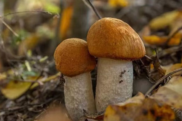 美味牛肝菌可以生吃嗎，牛肝菌為啥叫牛肝菌